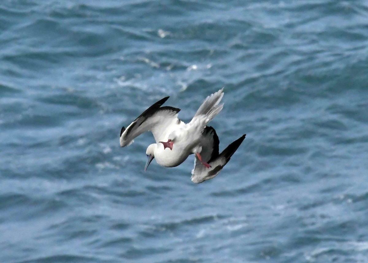 紅腳鰹鳥 - ML646516489