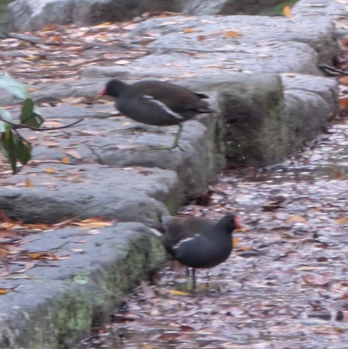 Gallinule poule-d'eau - ML646516490