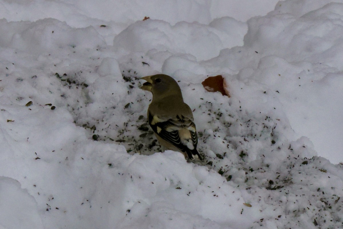 キビタイシメ - ML646516491