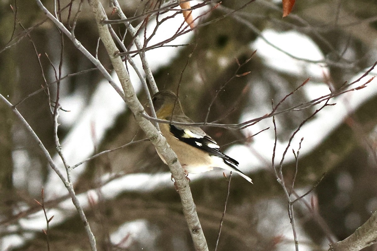 キビタイシメ - ML646516492