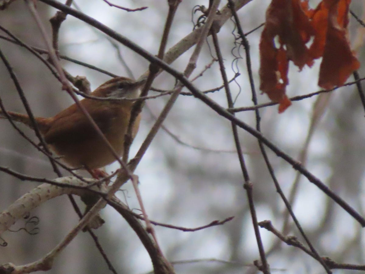 Поплітник каролінський - ML646516497