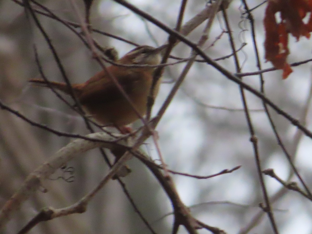 Поплітник каролінський - ML646516498