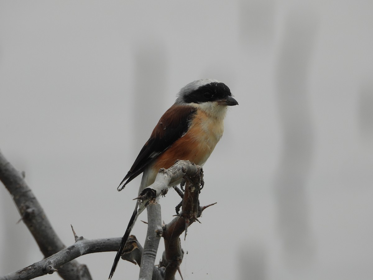 Bay-backed Shrike - ML646516499