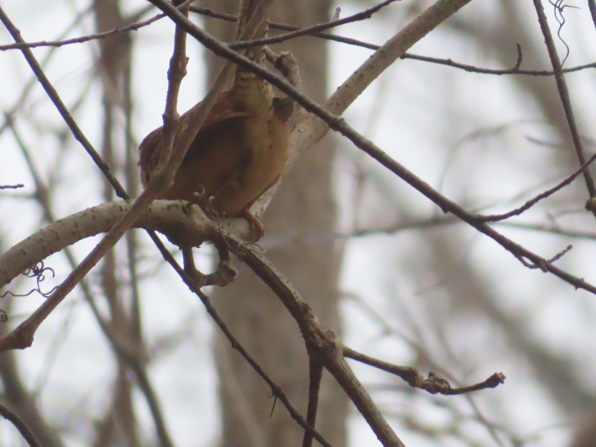 Поплітник каролінський - ML646516501