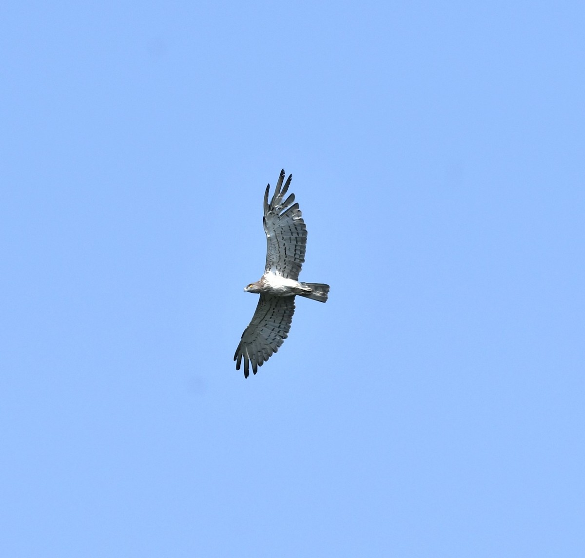 Short-toed Snake-Eagle - ML646516504