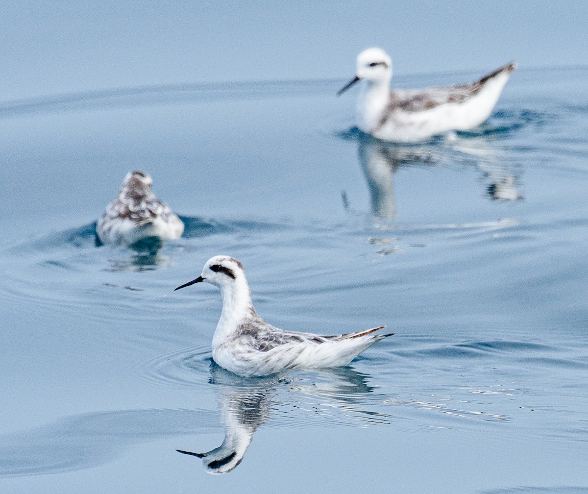 Red-necked Phalarope - ML646516510
