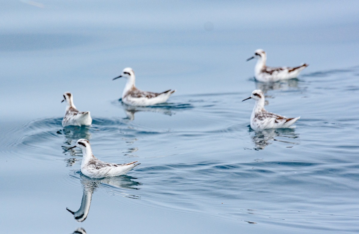 Red-necked Phalarope - ML646516511