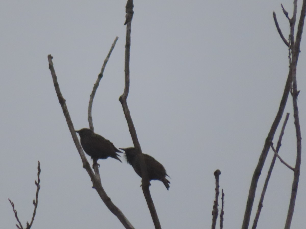 Шпак звичайний - ML646516513