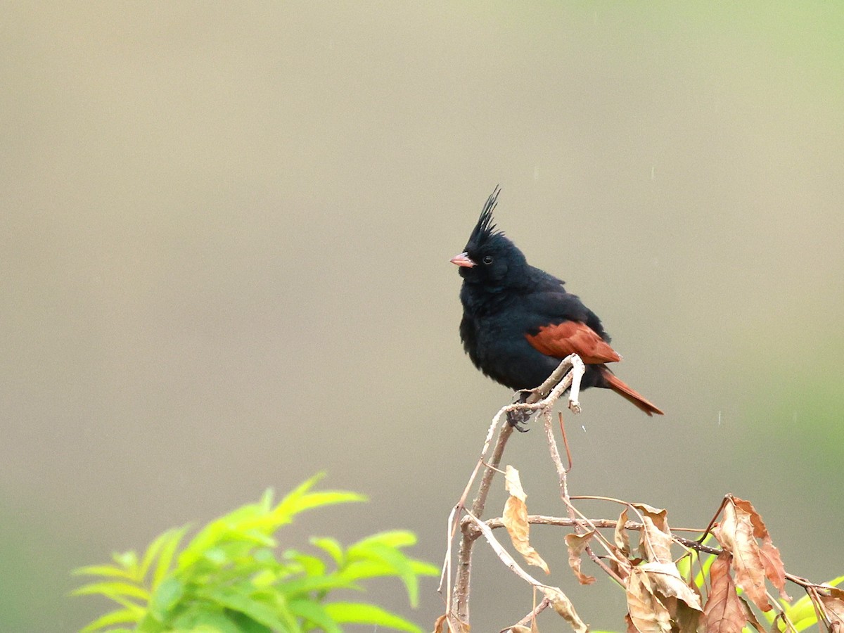 Crested Bunting - ML646516514