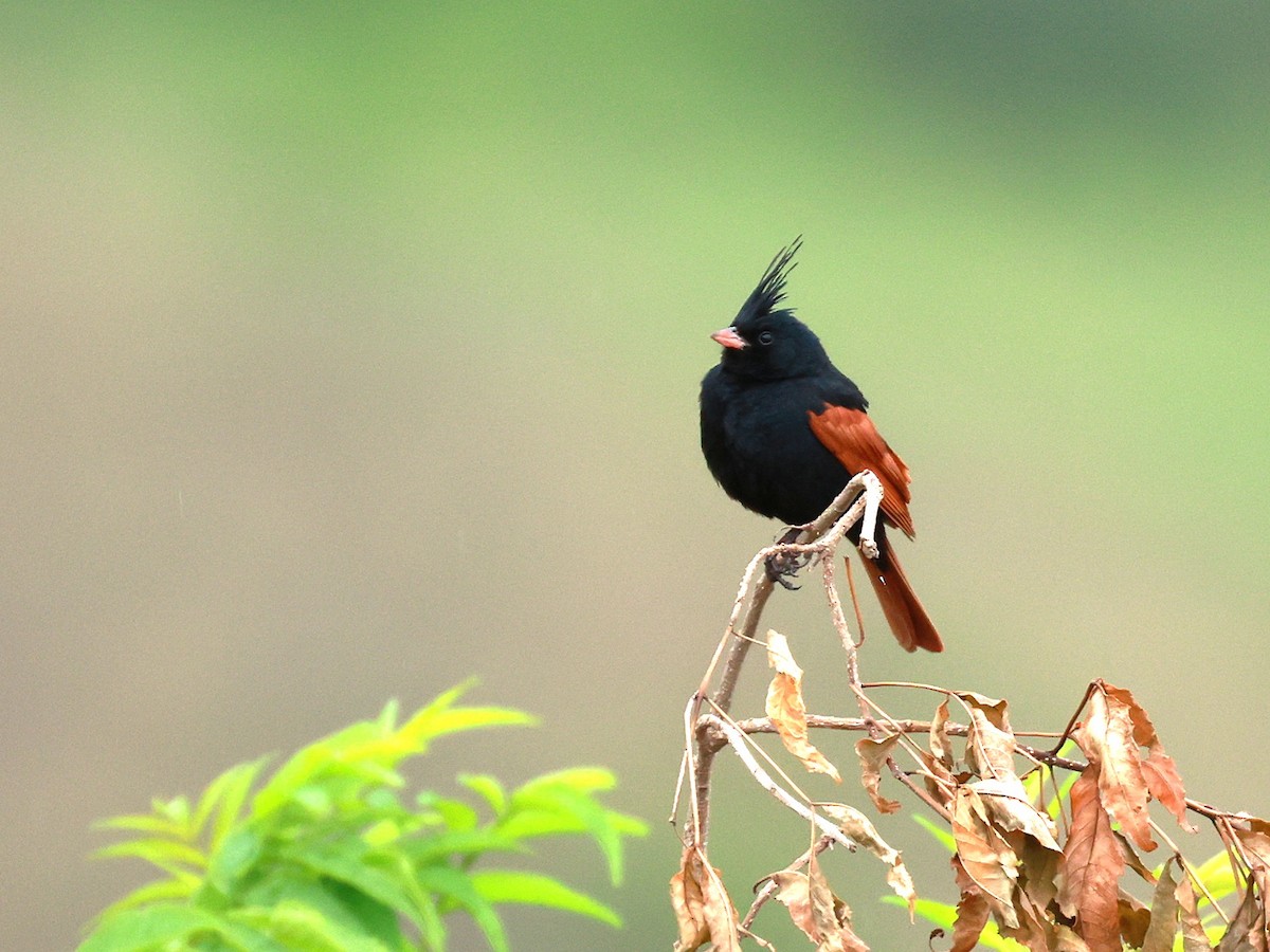 Crested Bunting - ML646516515