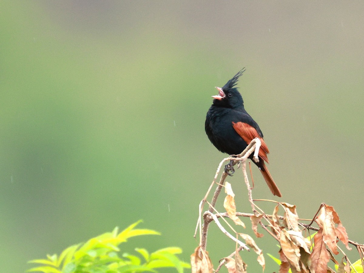 Crested Bunting - ML646516516