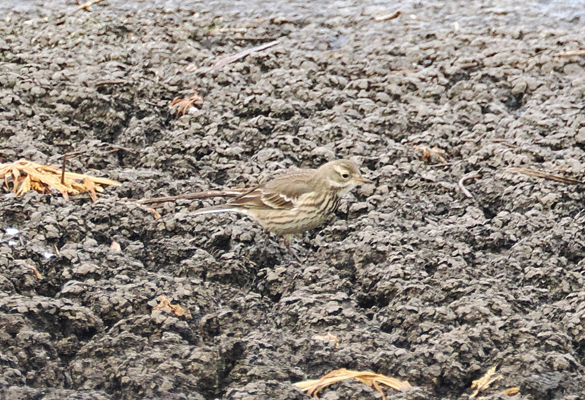 Американский конёк - ML646516518