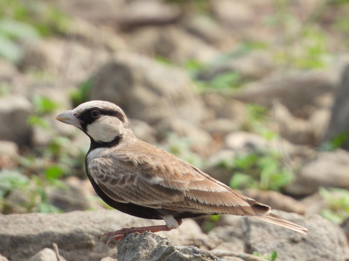 Ashy-crowned Sparrow-Lark - ML646516520
