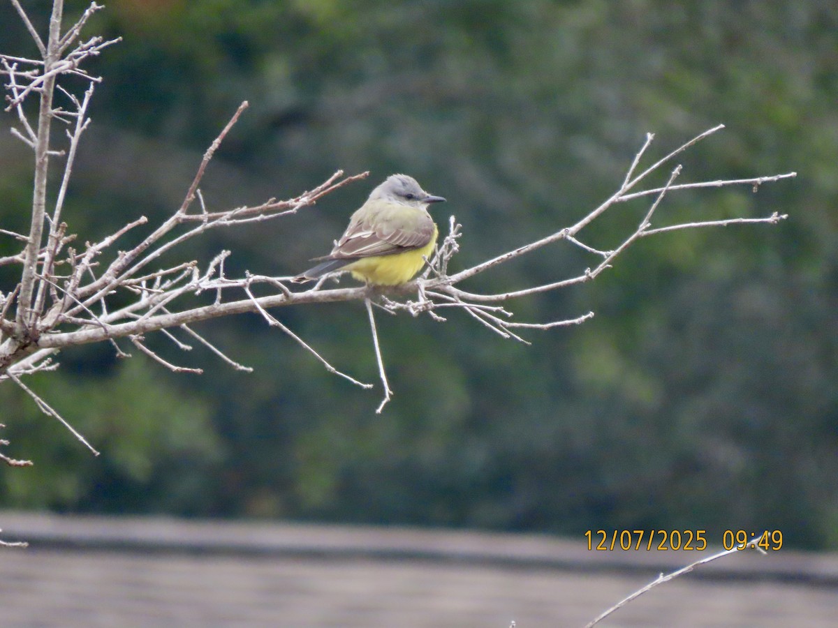 Western Kingbird - ML646516525