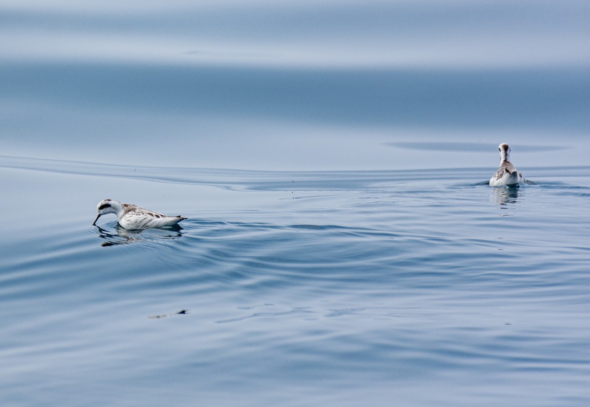 Red-necked Phalarope - ML646516528