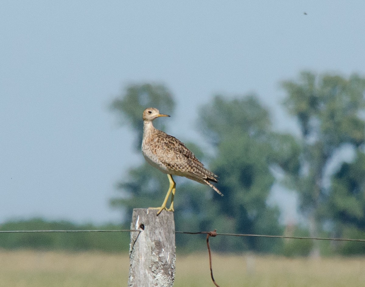 præriesnipe - ML646516530