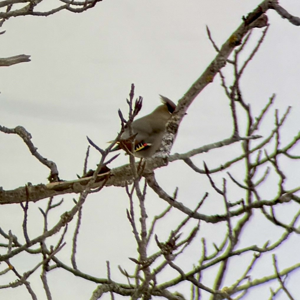 Шивэр энхэт бялзуухай - ML646516531