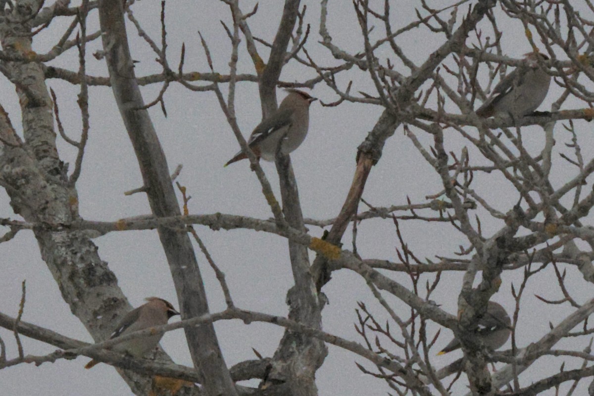 Шивэр энхэт бялзуухай - ML646516532