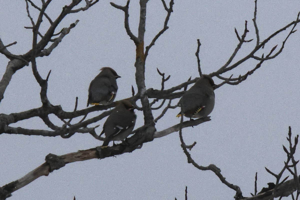 Шивэр энхэт бялзуухай - ML646516533