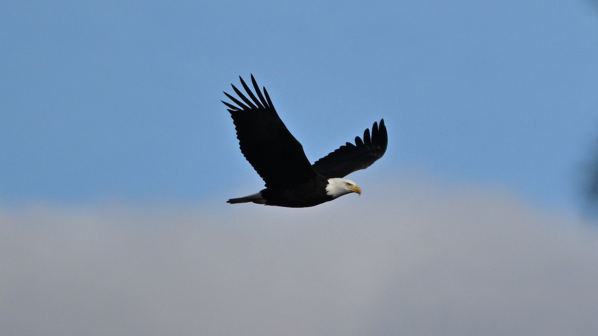 Pygargue à tête blanche - ML646516534
