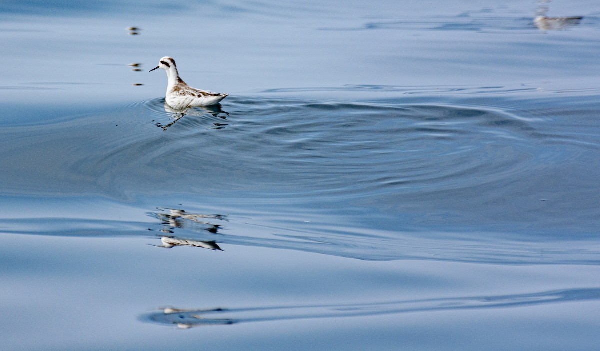 Red-necked Phalarope - ML646516535