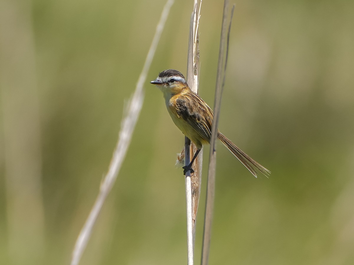 Sharp-tailed Tyrant - ML646516541