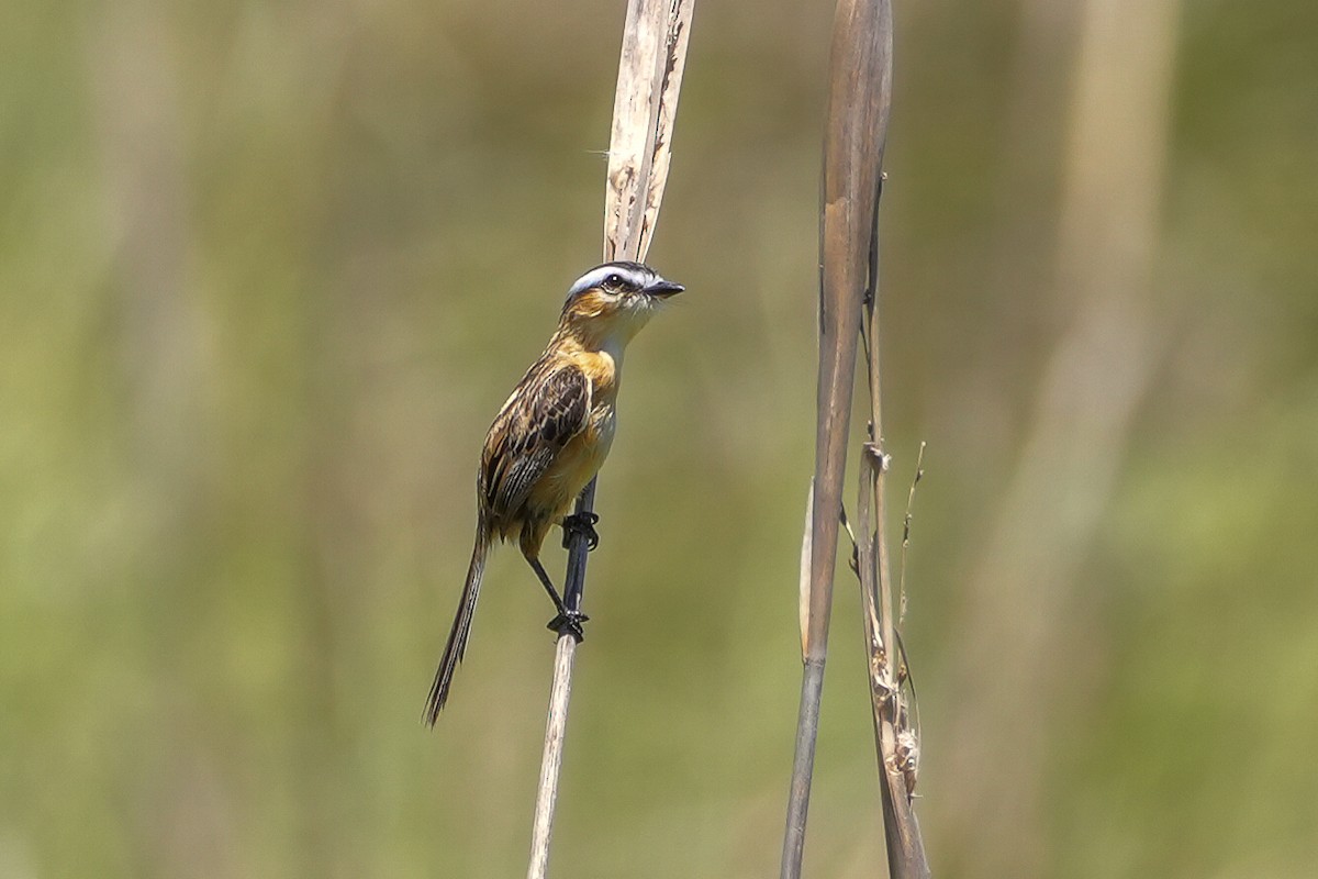 Sharp-tailed Tyrant - ML646516542