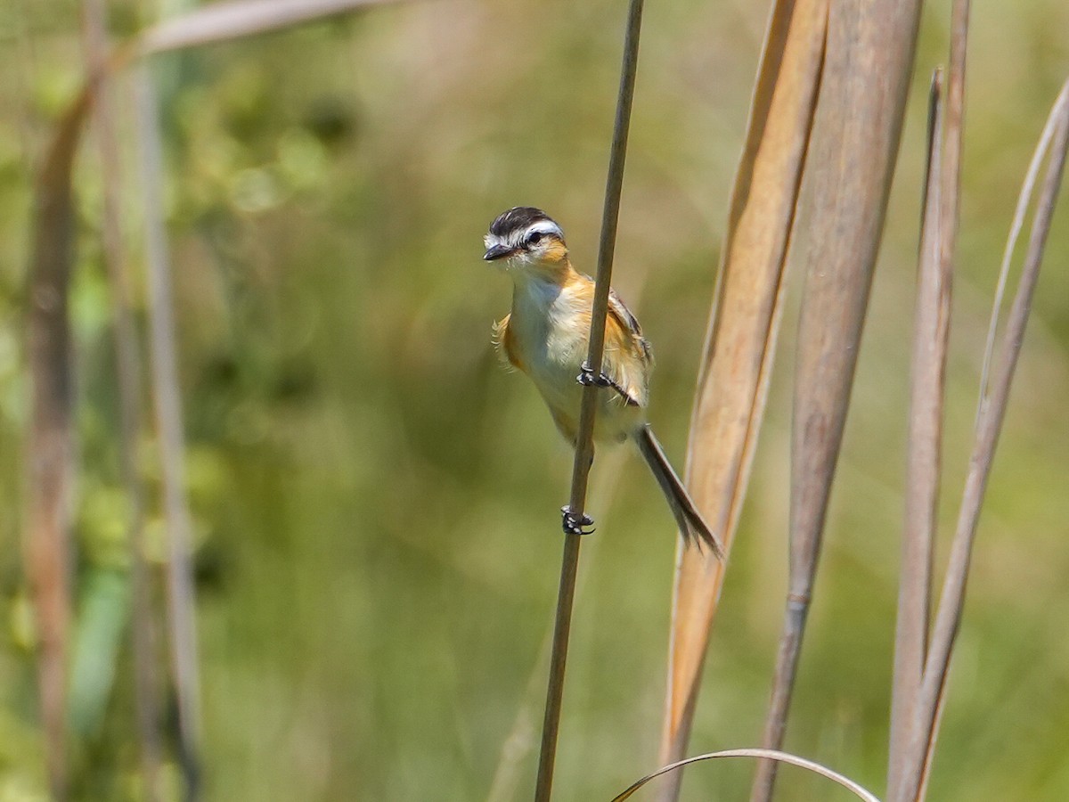 Sharp-tailed Tyrant - ML646516543