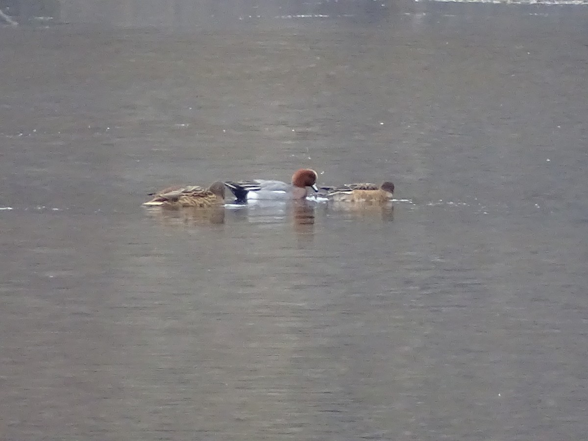 Eurasian Wigeon - ML646516544