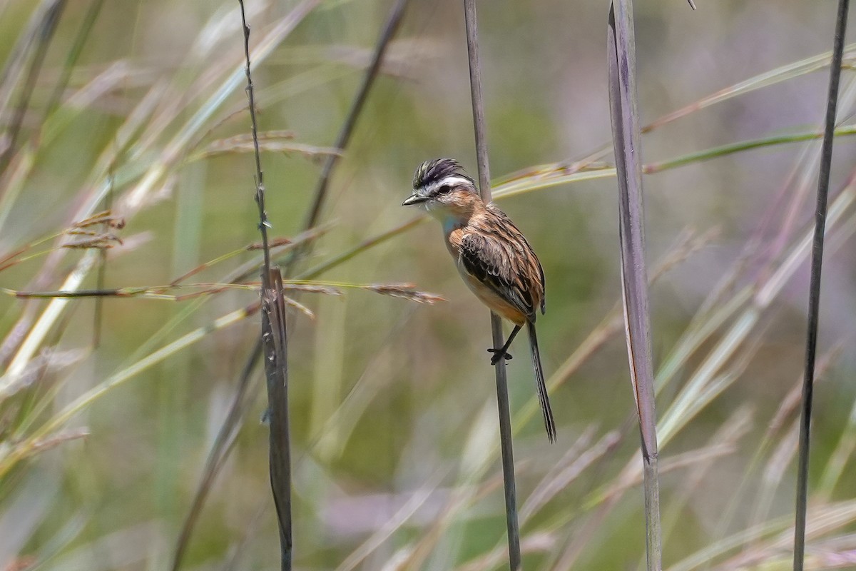 Sharp-tailed Tyrant - ML646516545