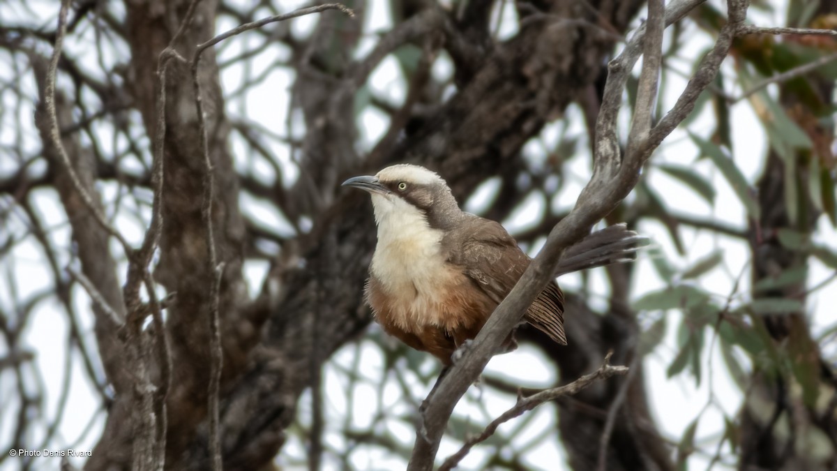 Gray-crowned Babbler - ML646516546