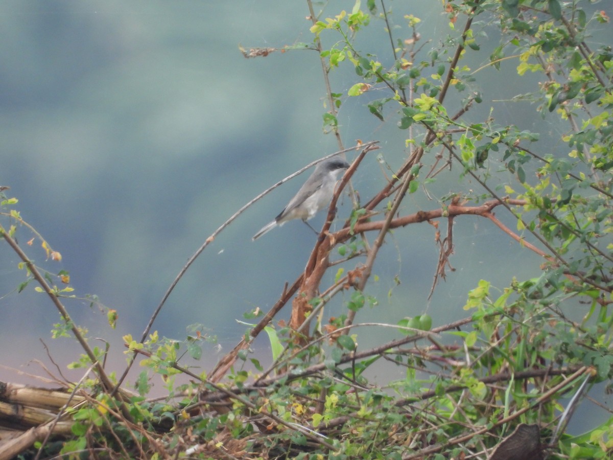 Lesser Whitethroat - ML646516548