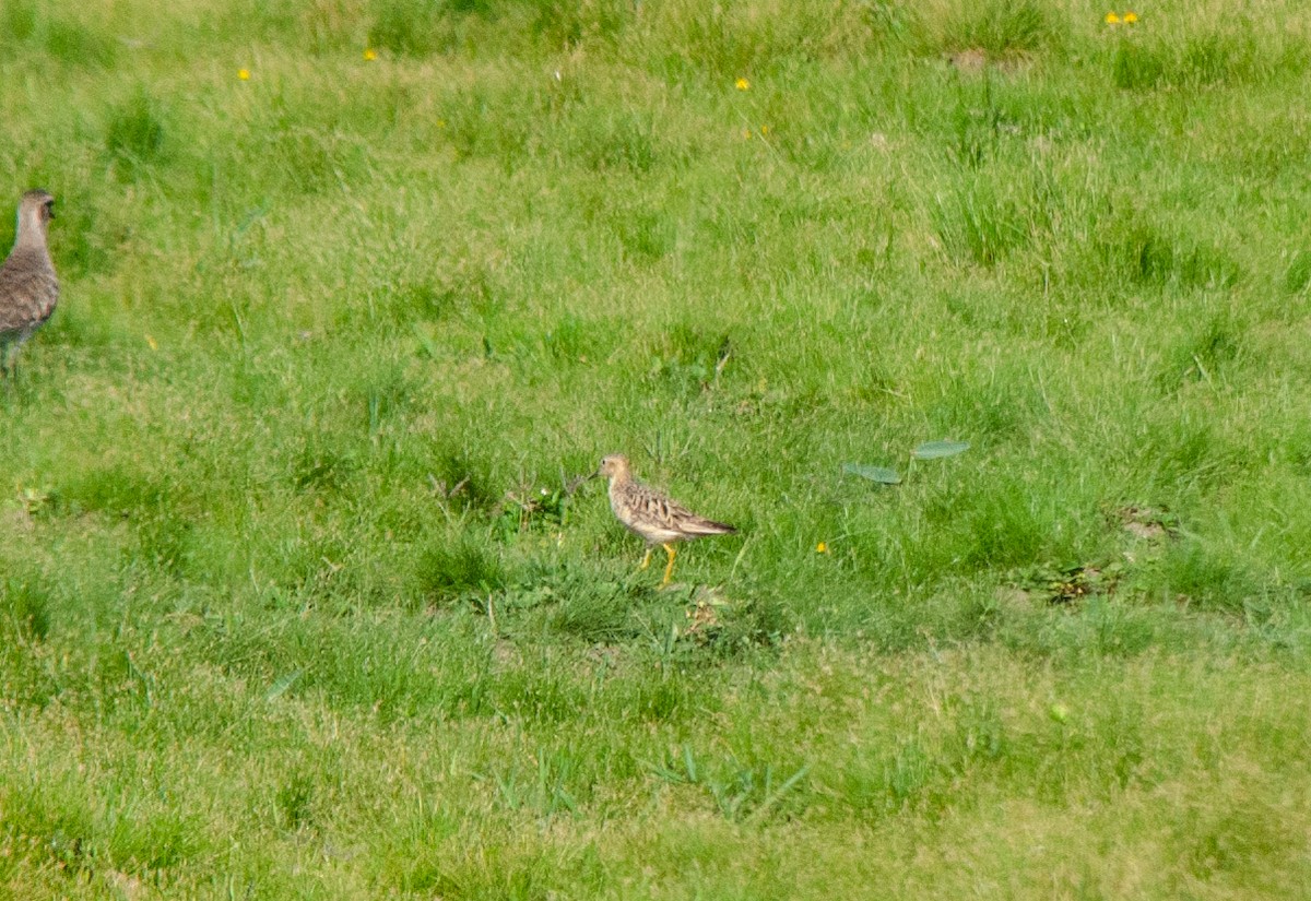 Buff-breasted Sandpiper - ML646516549