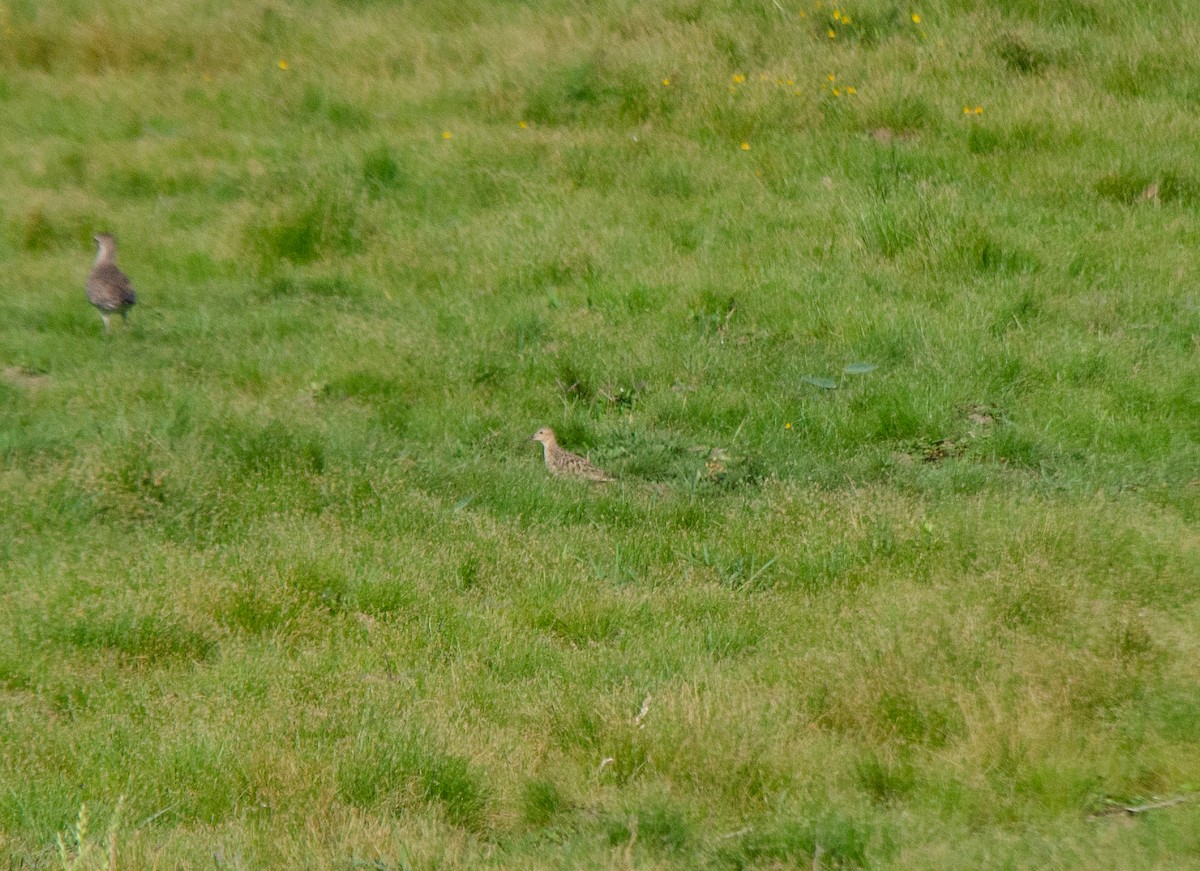Buff-breasted Sandpiper - ML646516550