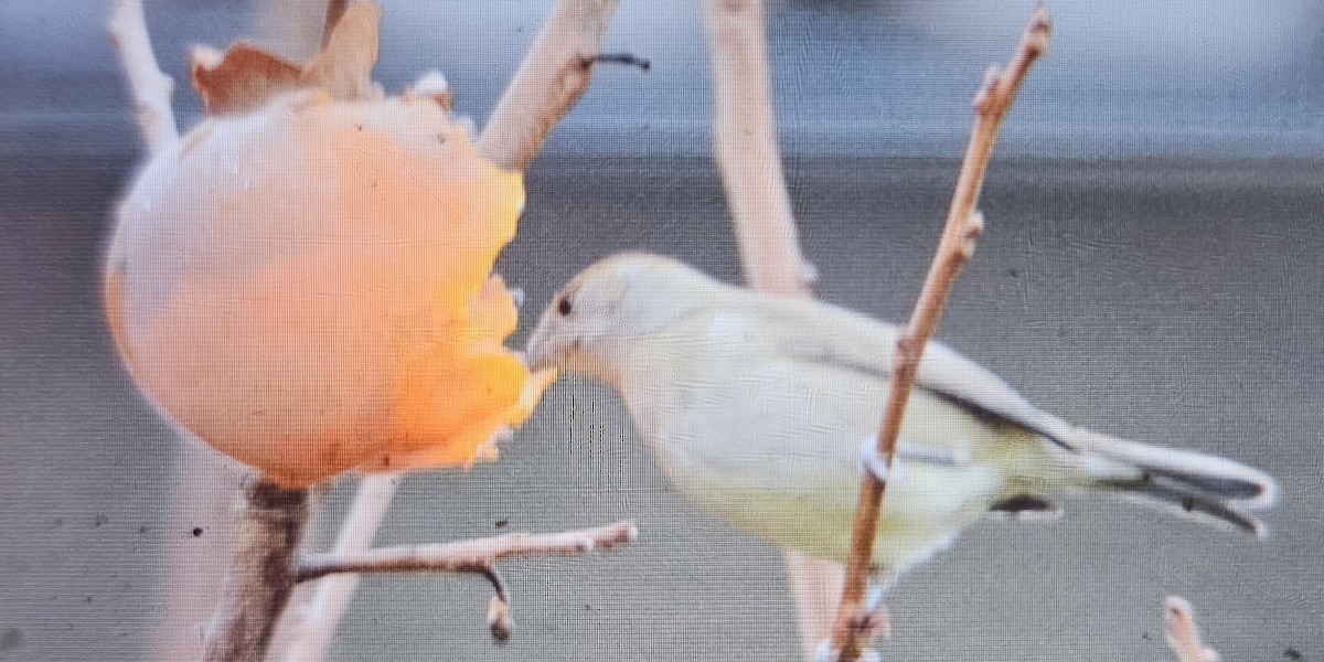 Eurasian Blackcap - ML646516551