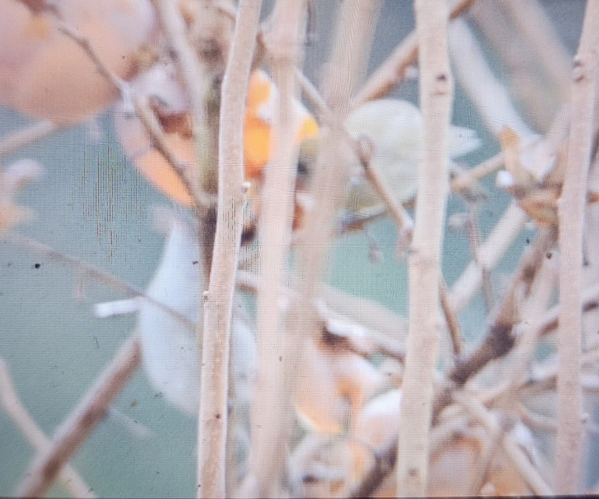 Eurasian Blackcap - ML646516552