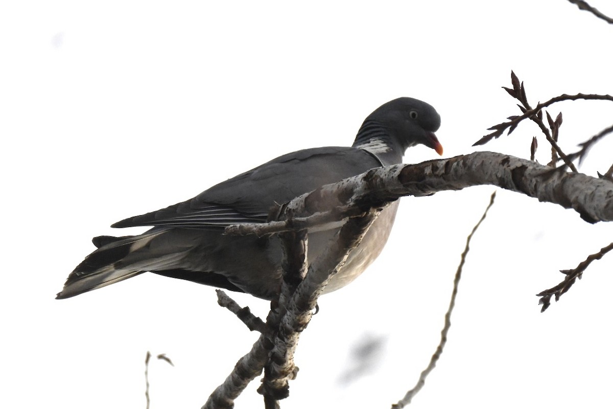 Paloma Torcaz - ML646516564