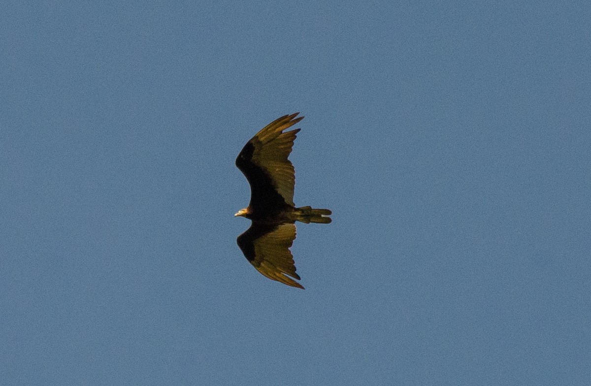 Lesser Yellow-headed Vulture - ML646516568