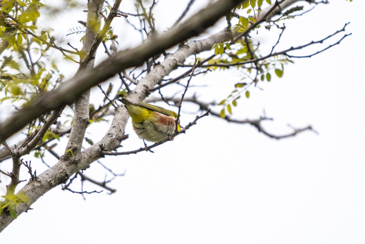 Chestnut-flanked White-eye - ML646516570