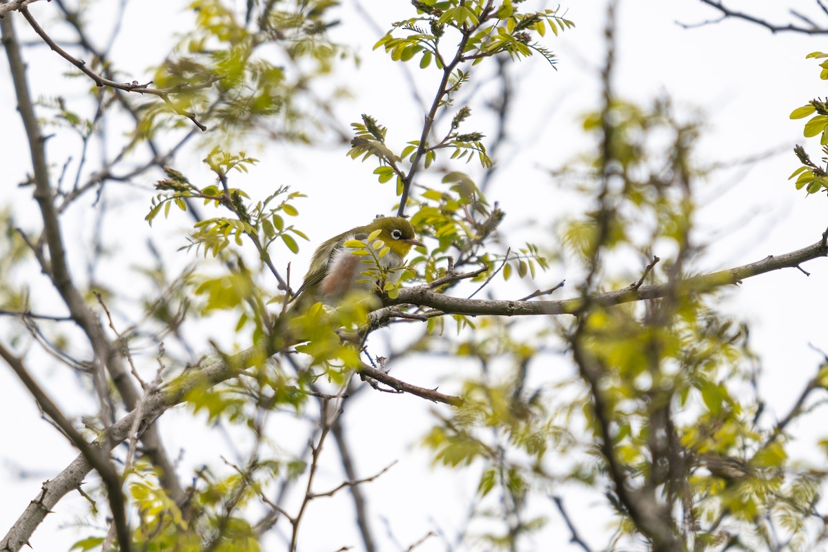 Chestnut-flanked White-eye - ML646516571