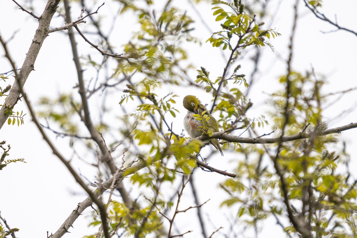 Chestnut-flanked White-eye - ML646516572