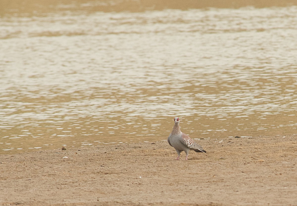 Speckled Pigeon - ML646516573