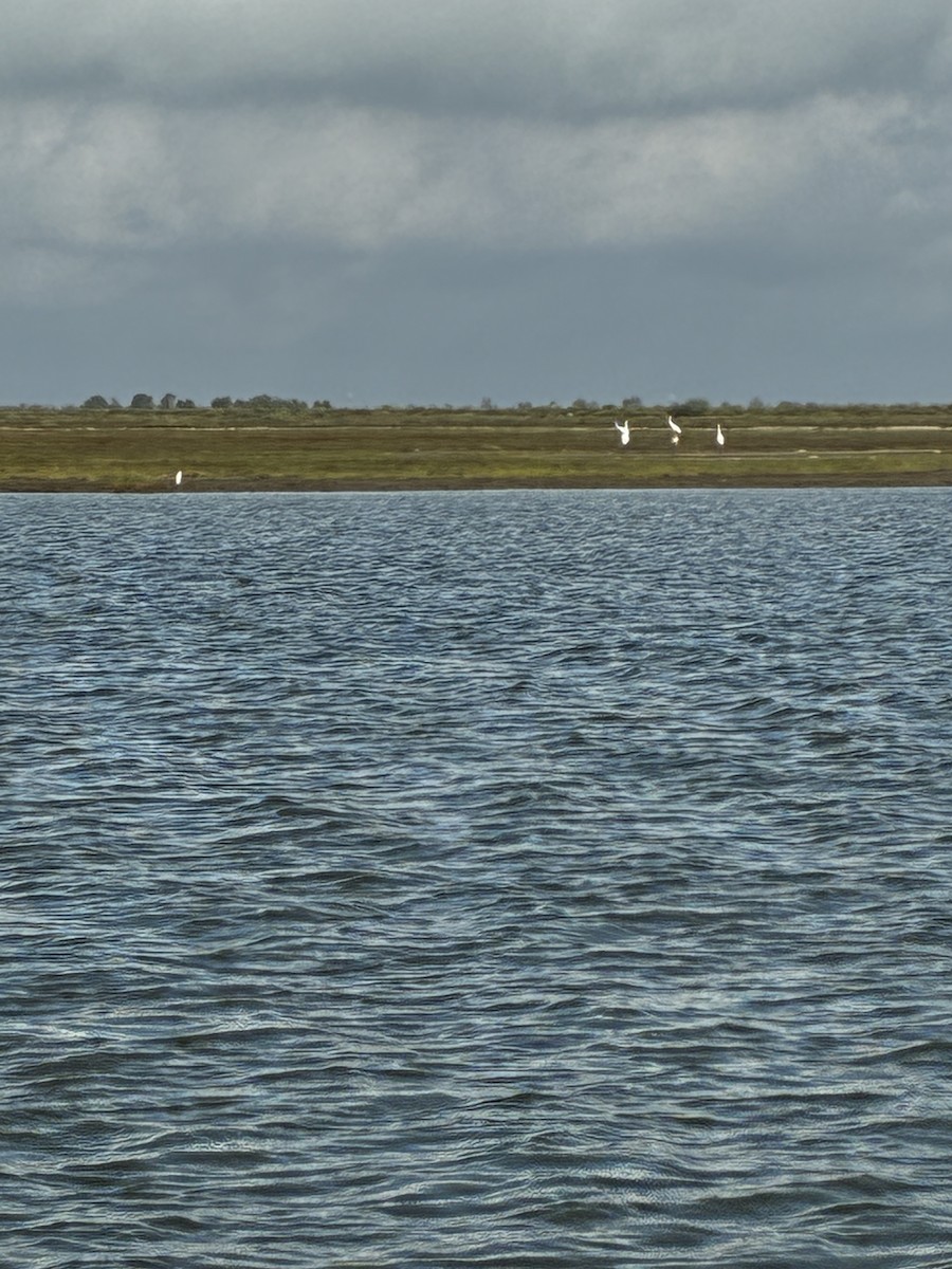 trompettrane - ML646516575