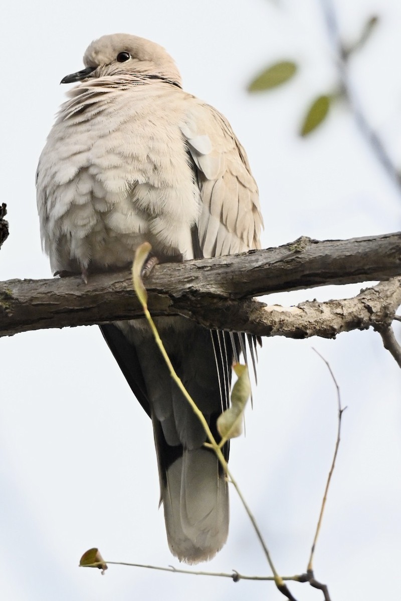 tyrkerdue - ML646516576