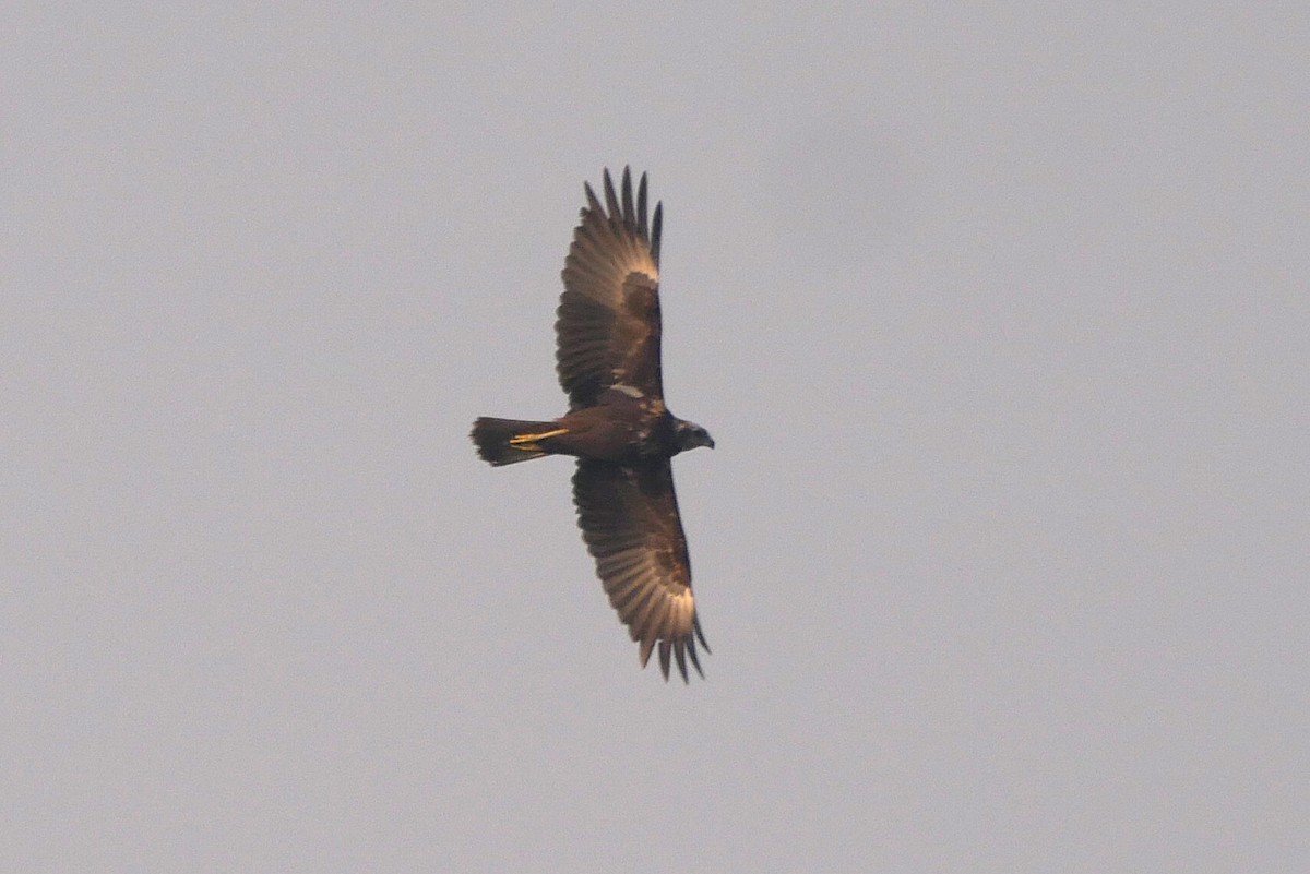 moták východní - ML646516577