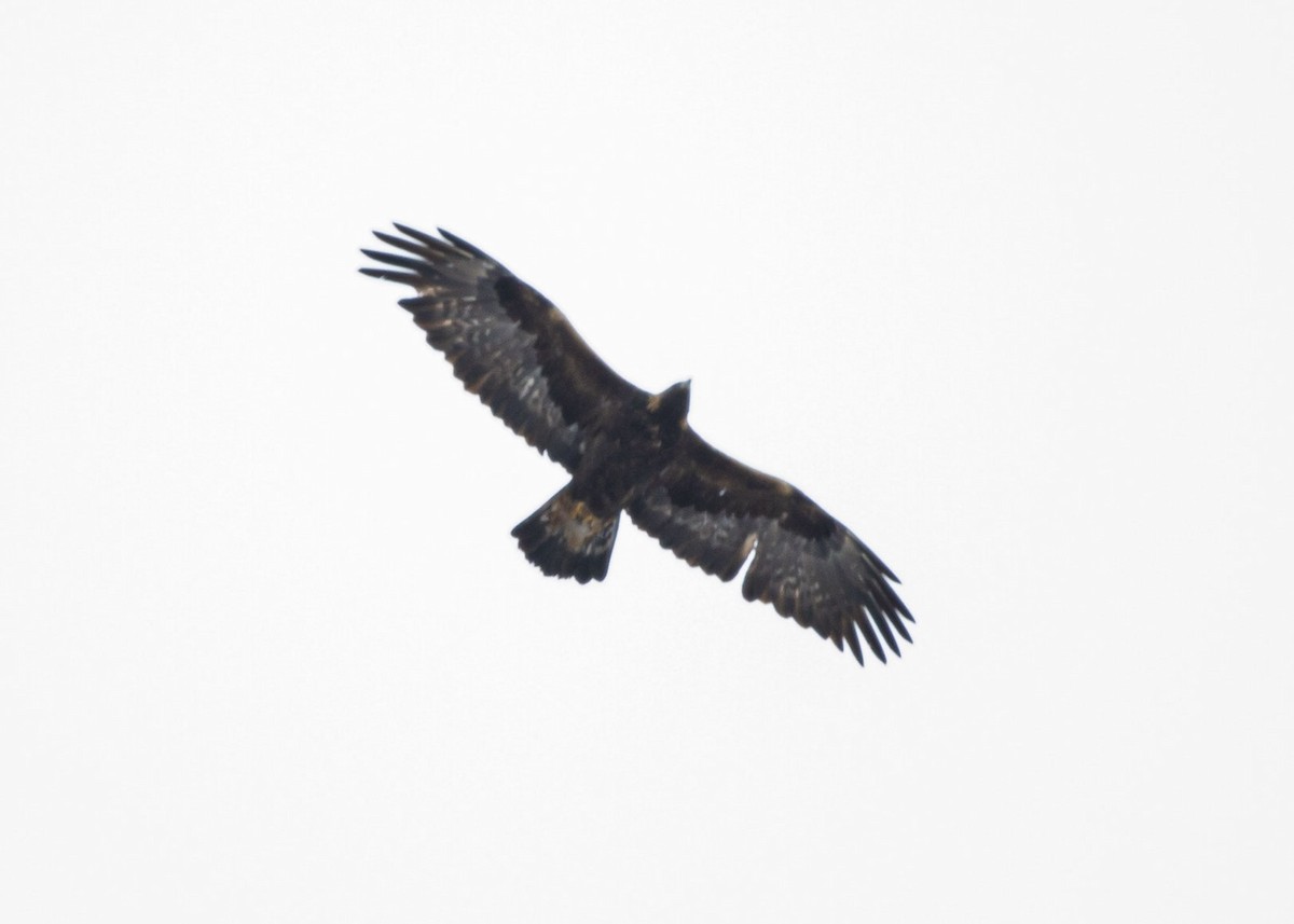 orel skalní - ML646516582