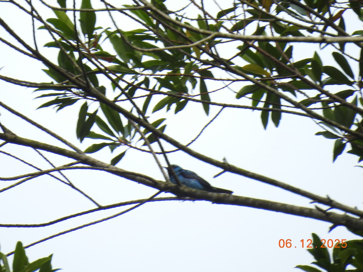 Blue Dacnis - ML646516587