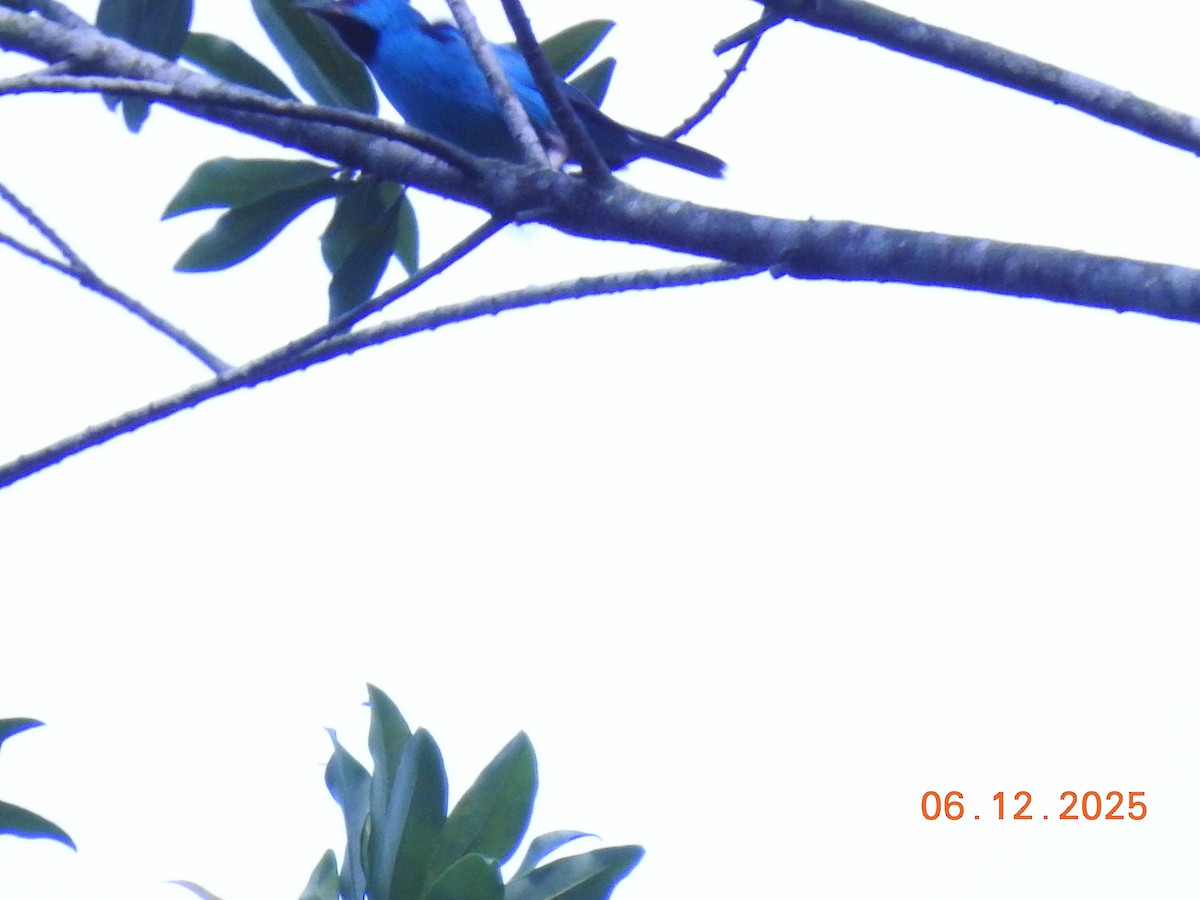 Blue Dacnis - ML646516588