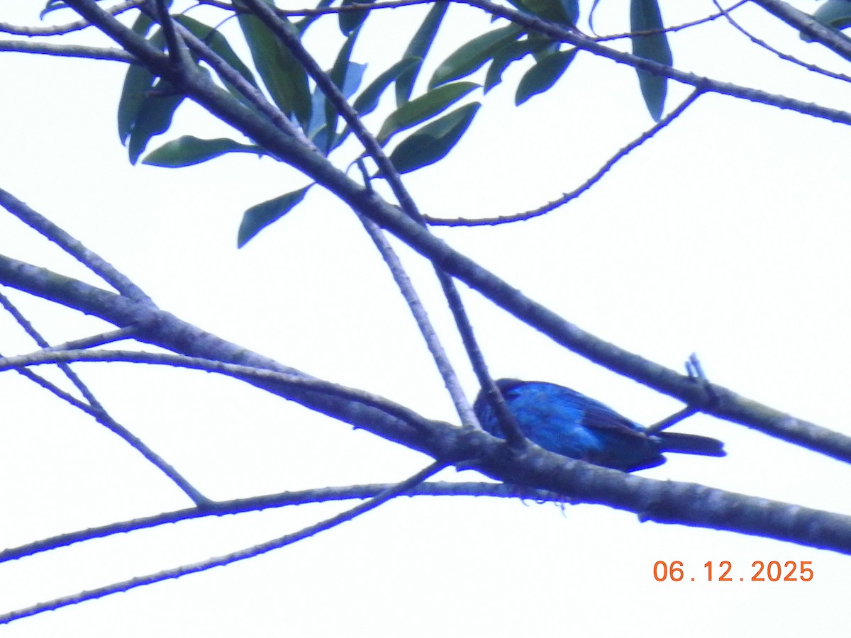 Blue Dacnis - ML646516591