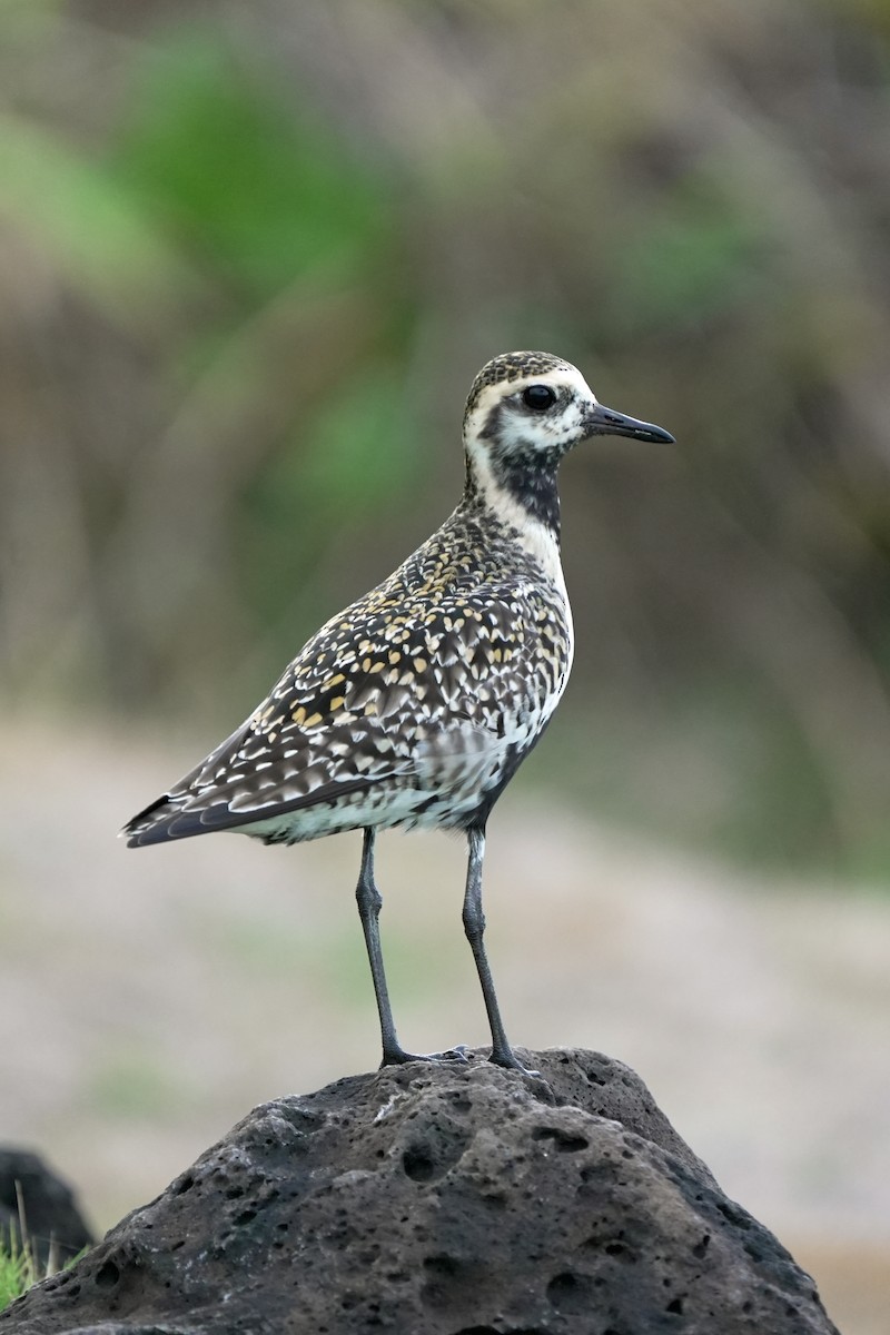 Küçük Altın Yağmurcun - ML646516592